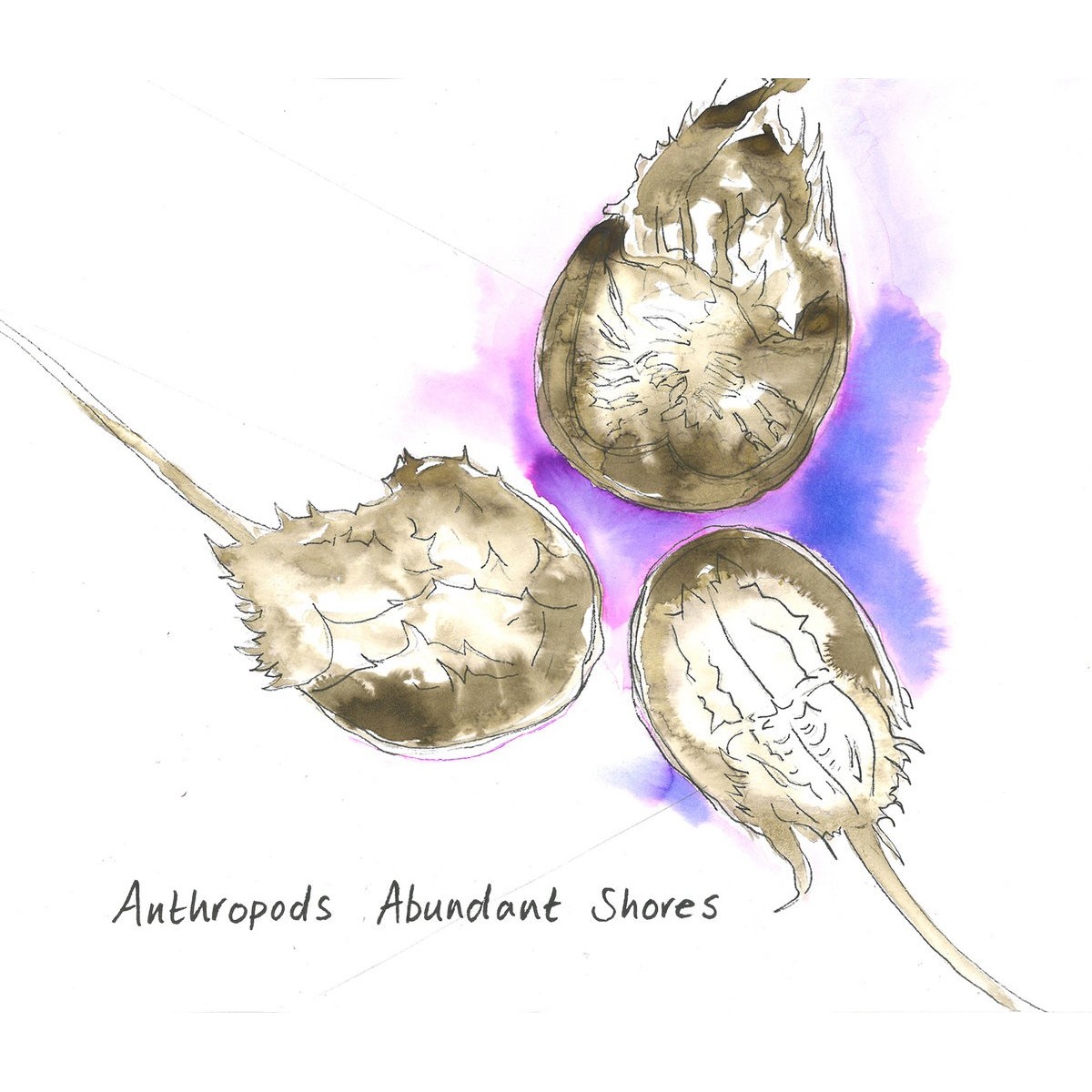 Anthropods - Abundant Shores