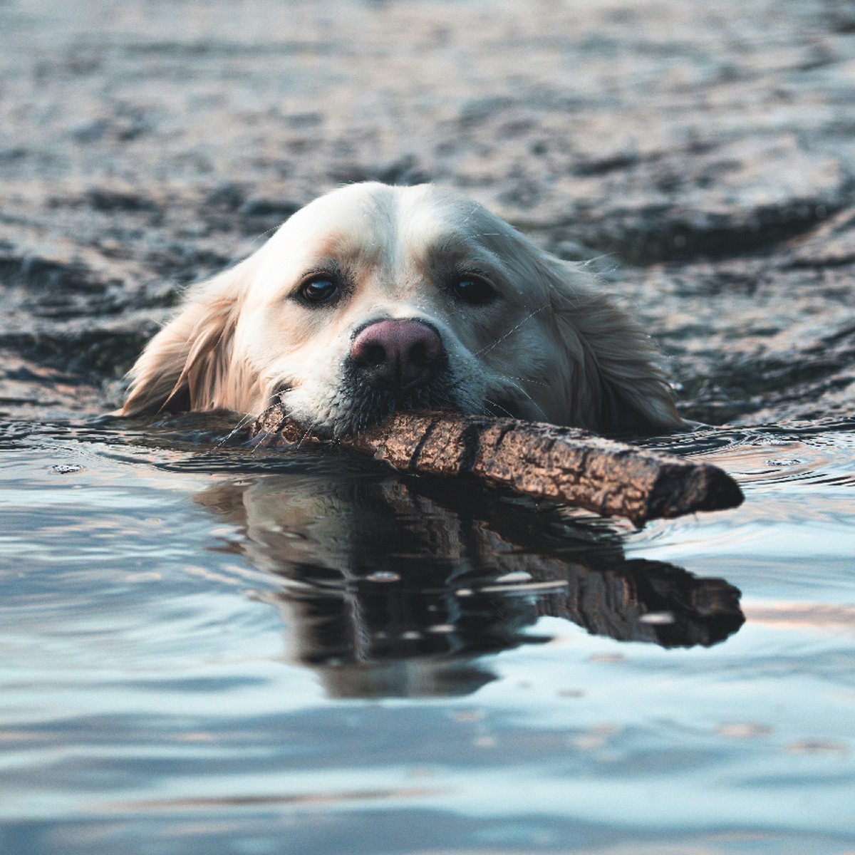 Orebolo - The Chateau (Black & Cream Galaxy Vinyl)