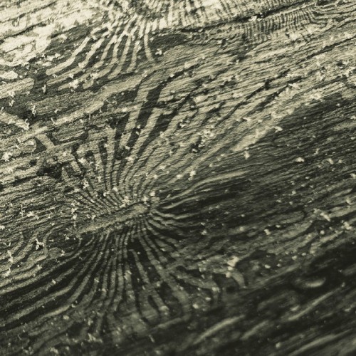 Raphael Rogiński - Tal​​​​​an