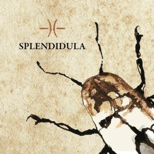 Splendidula - Splendidula