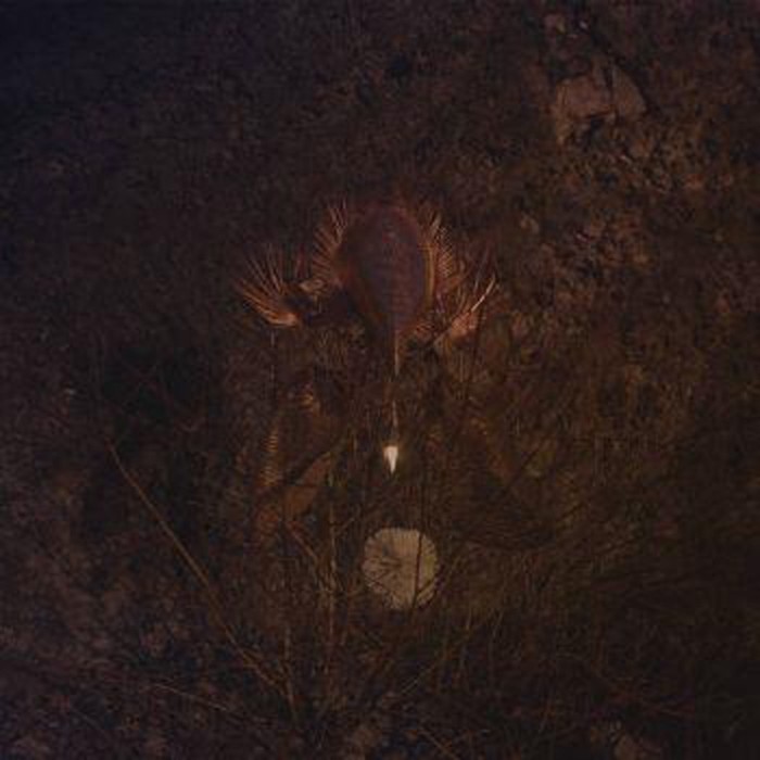 Bongbongbeerwizards - Ampire (Transparent Purple Vinyl)