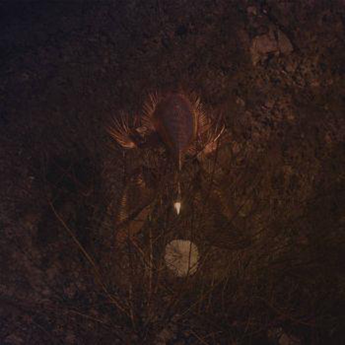 Bongbongbeerwizards - Ampire (Transparent Purple Vinyl)