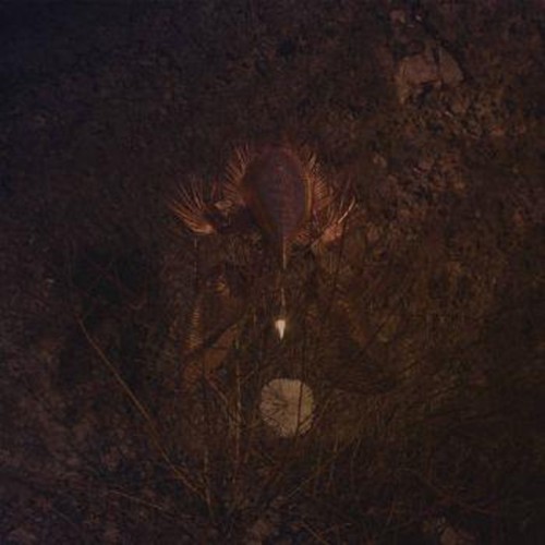 Bongbongbeerwizards - Ampire (Transparent Purple Vinyl)