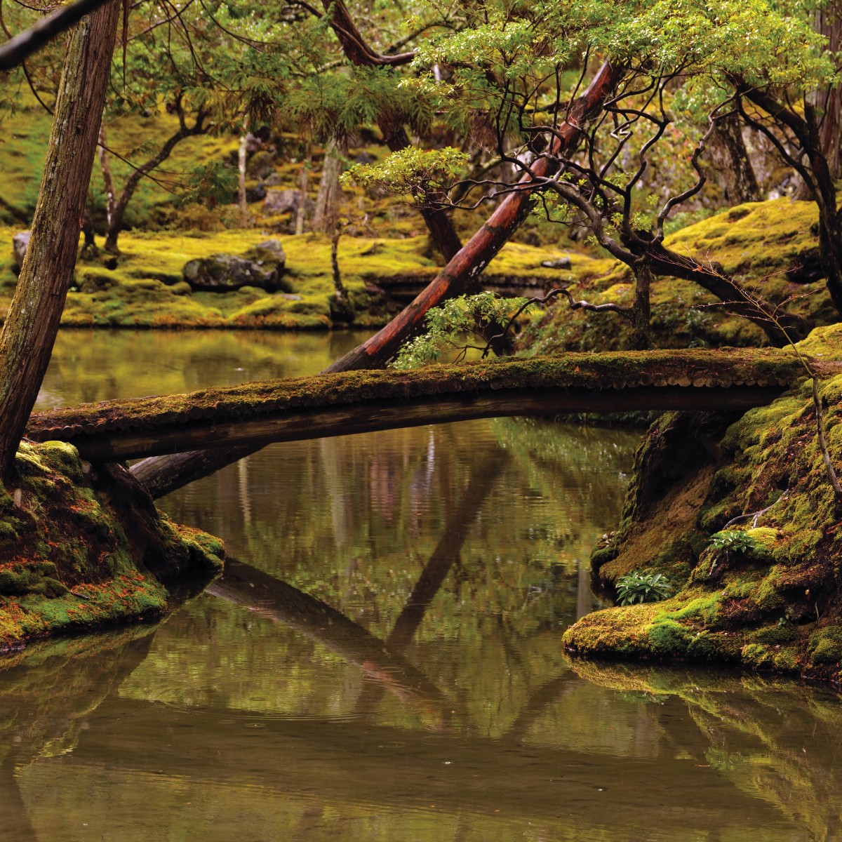 Rebecca Foon & Aliayta Foon-Dancoes - Reverie