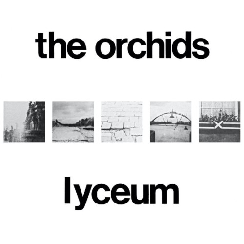 Orchids - Lyceum