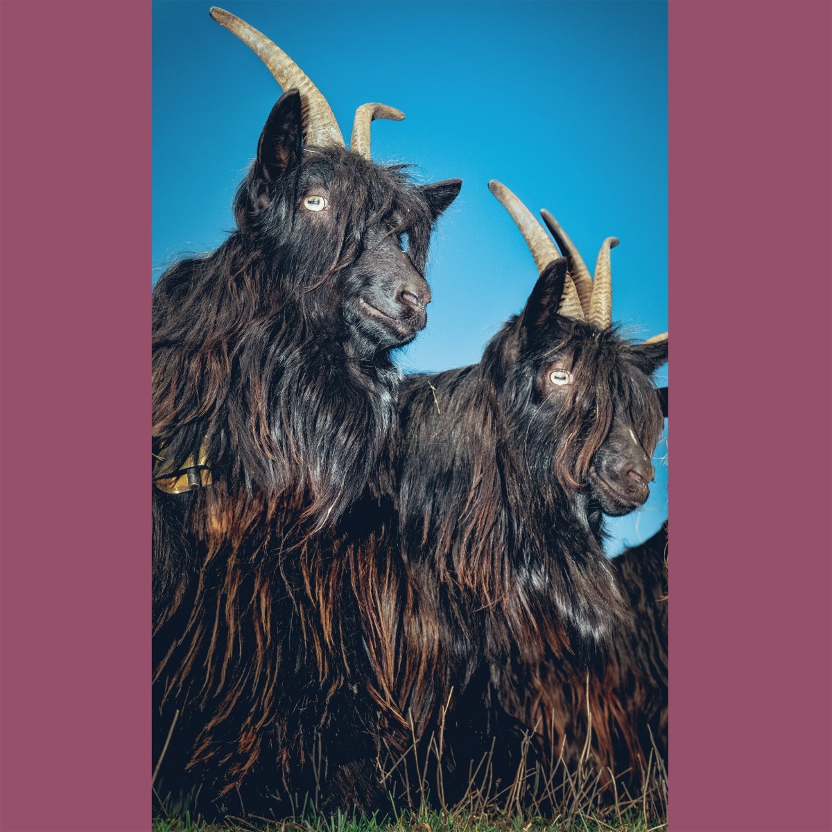 Martina Berther & Philipp Schlotter - Silence Will Never Die (White Vinyl)