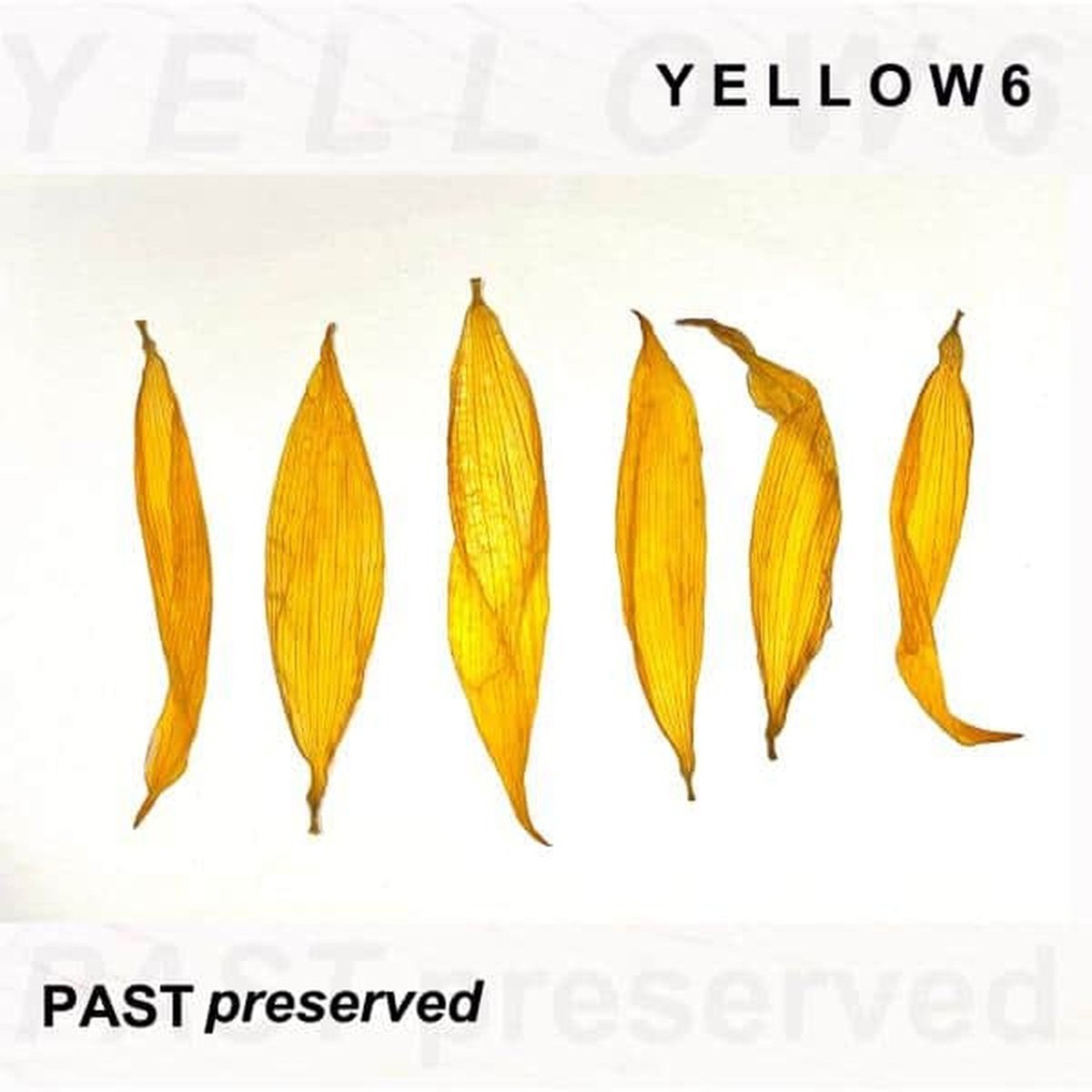 Yellow6 - Past Preserved