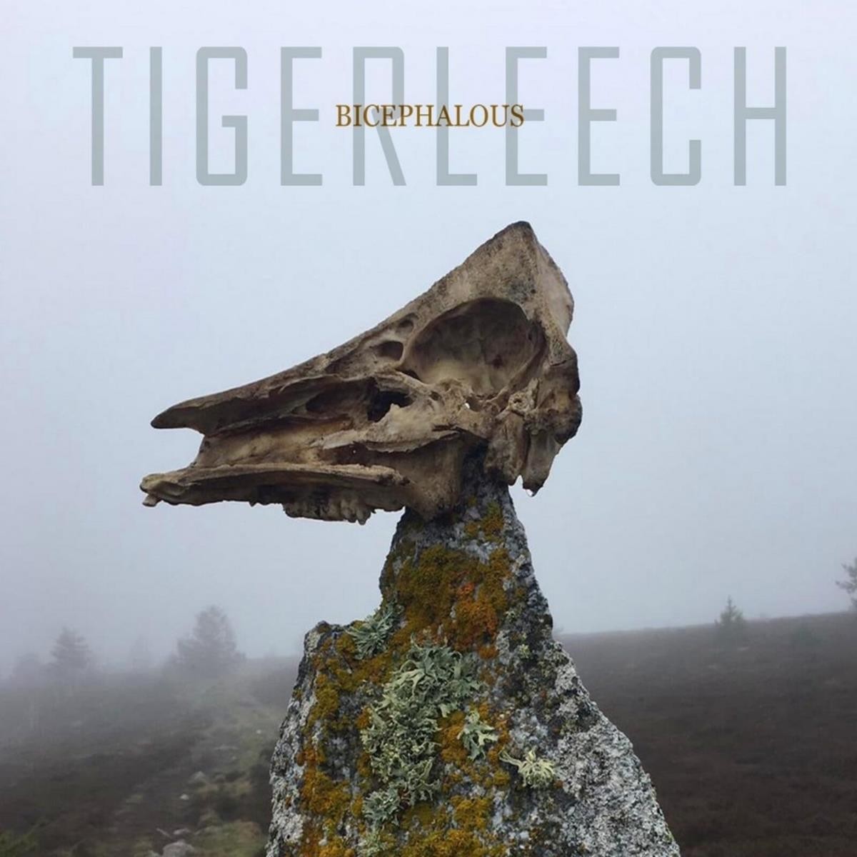 Tigerleech - Bicephalous