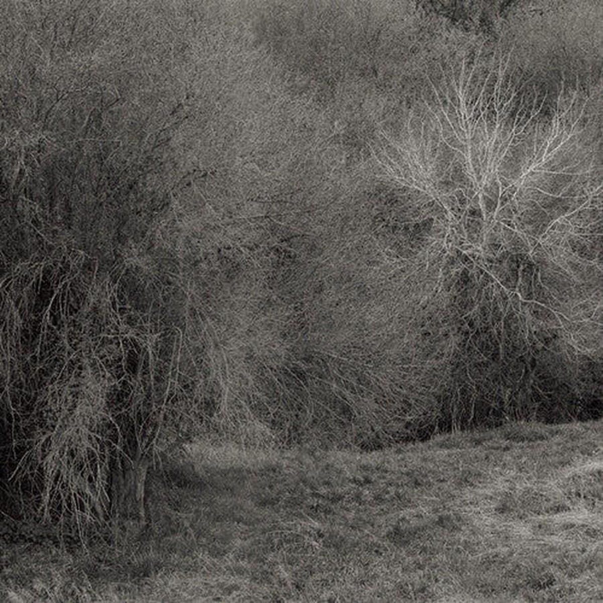 K. Leimer - Atrophies For Piano