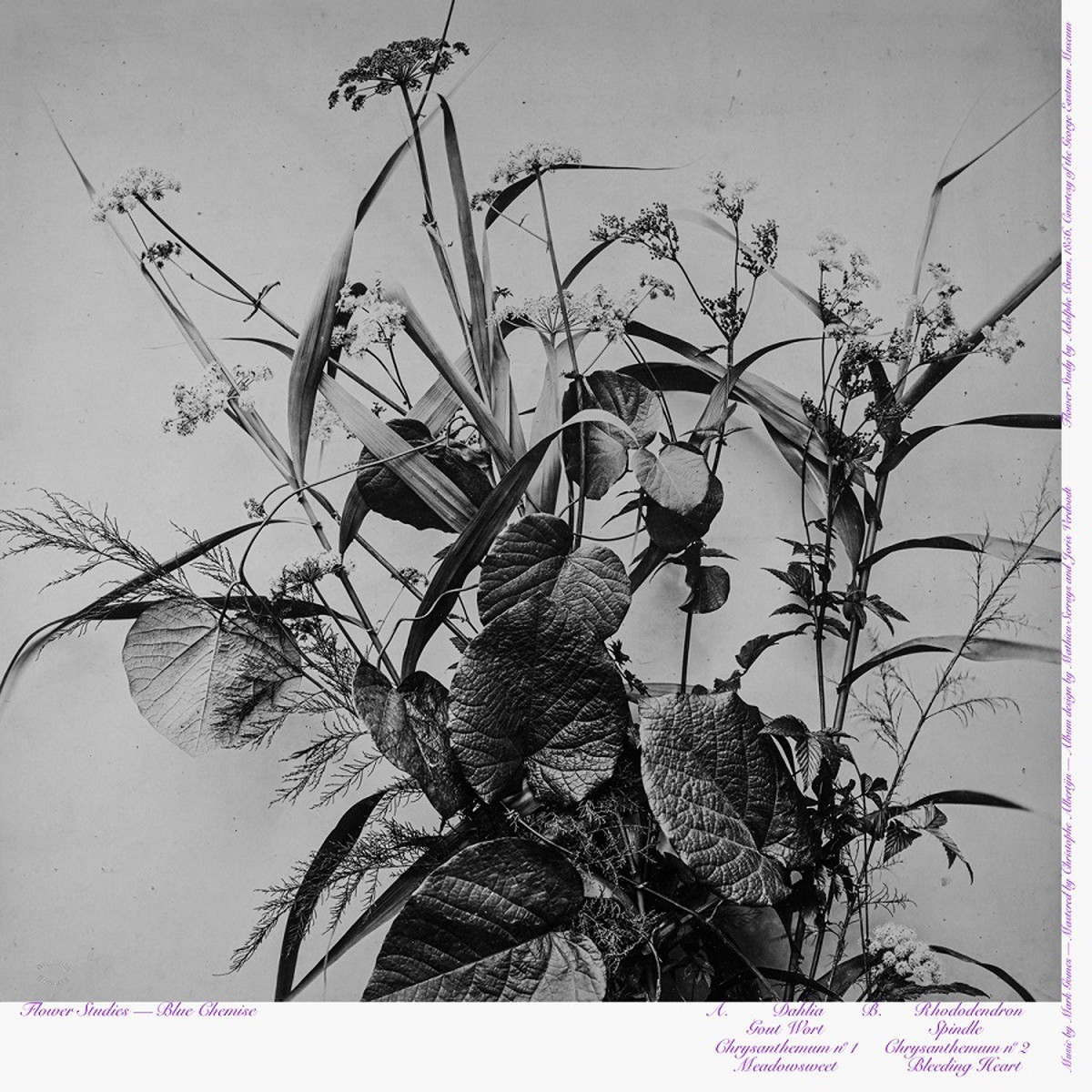 Blue Chemise - Flower Studies