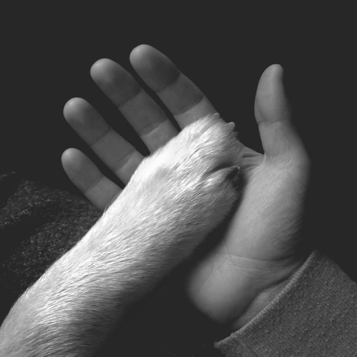 Jaws Of Love. - Tasha Sits Close To The Piano