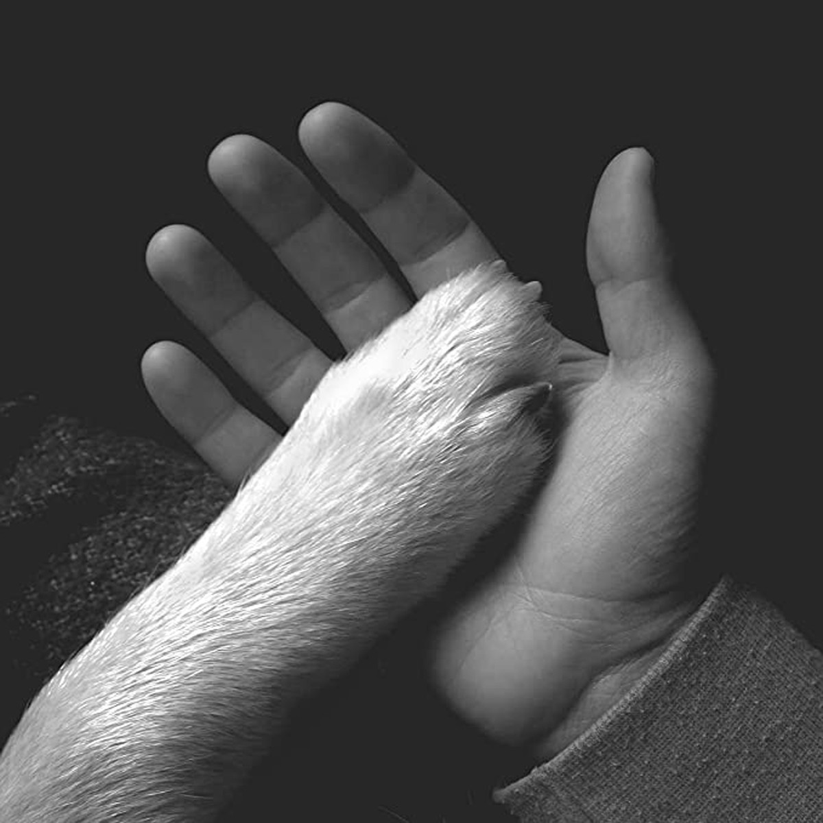 Jaws Of Love. - Tasha Sits Close To The Piano