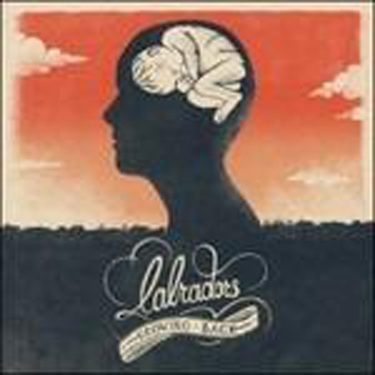 Labradors - Growing Back
