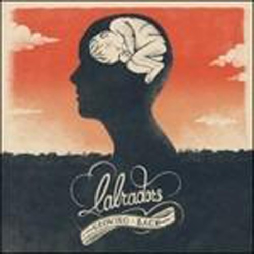 Labradors - Growing Back