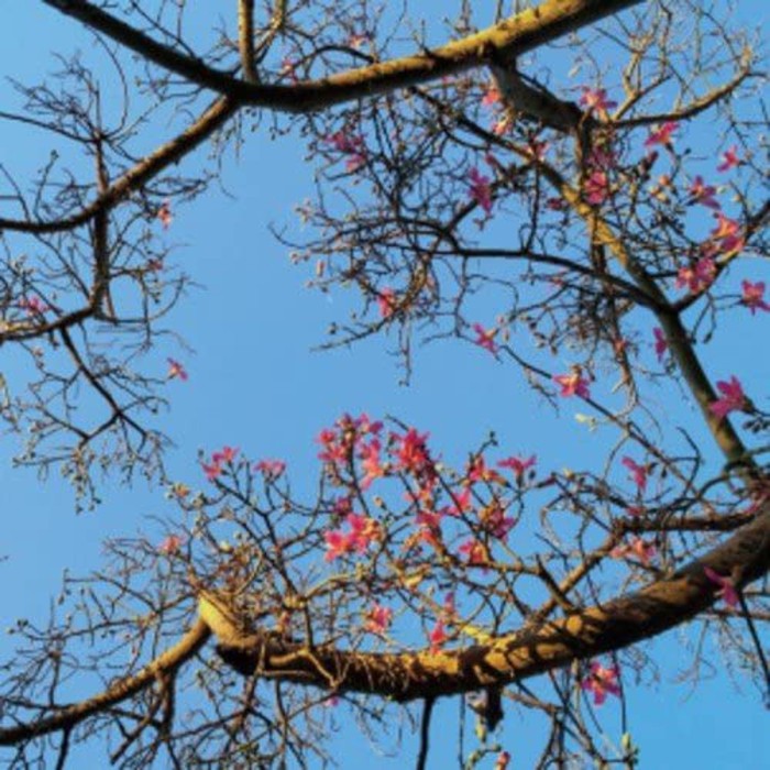 Refrigerator - Temple City