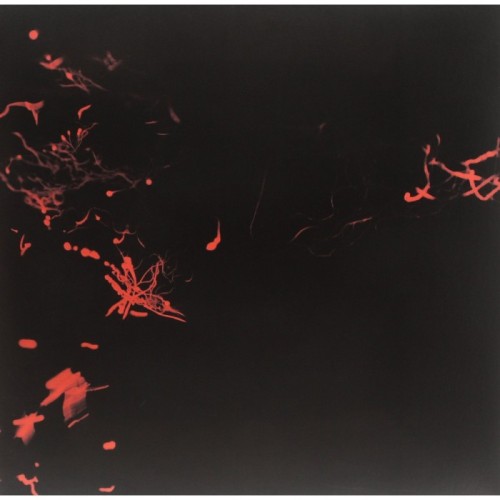 Svarte Greiner - Moss Garden