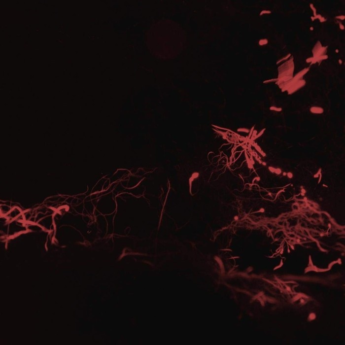 Svarte Greiner - Moss Garden