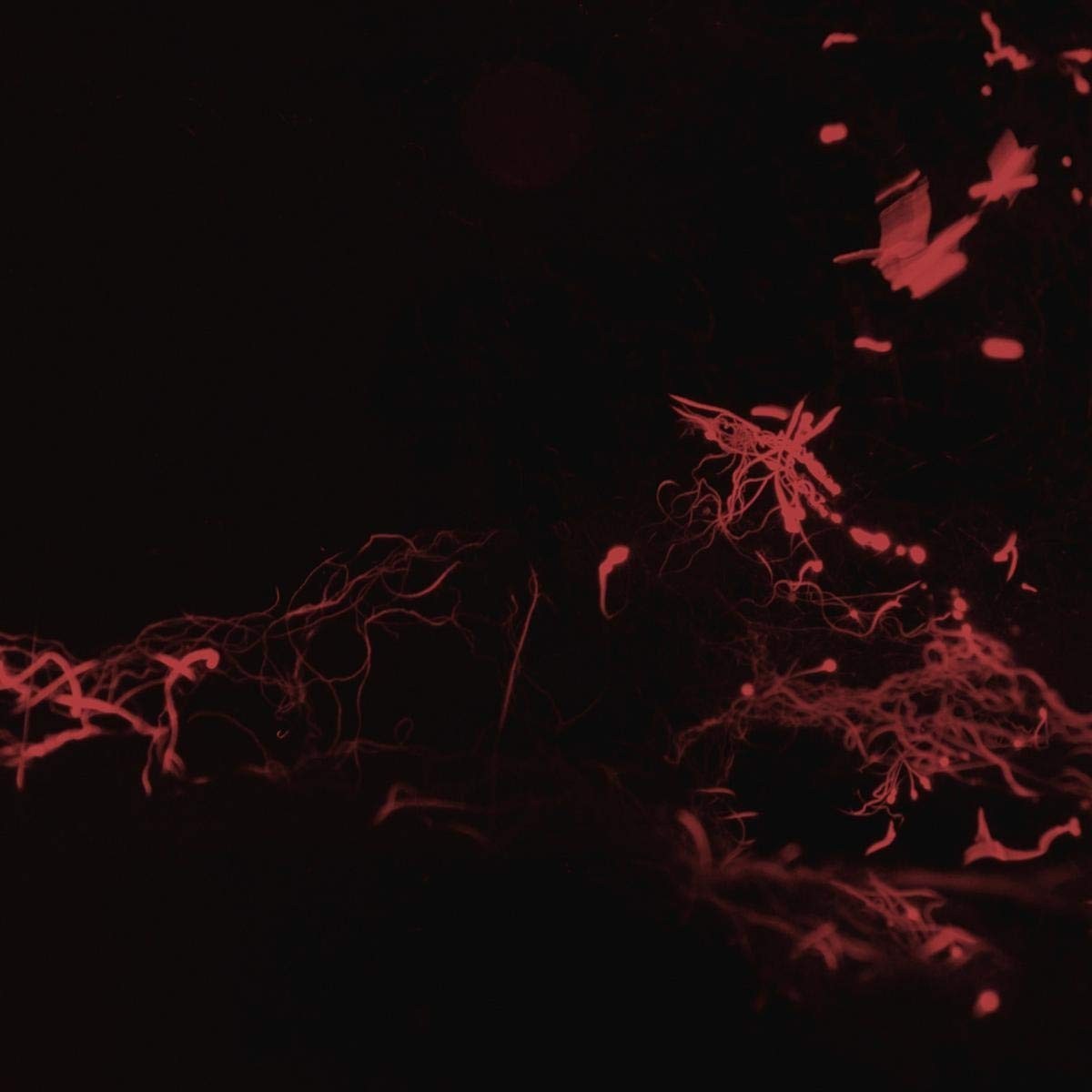 Svarte Greiner - Moss Garden