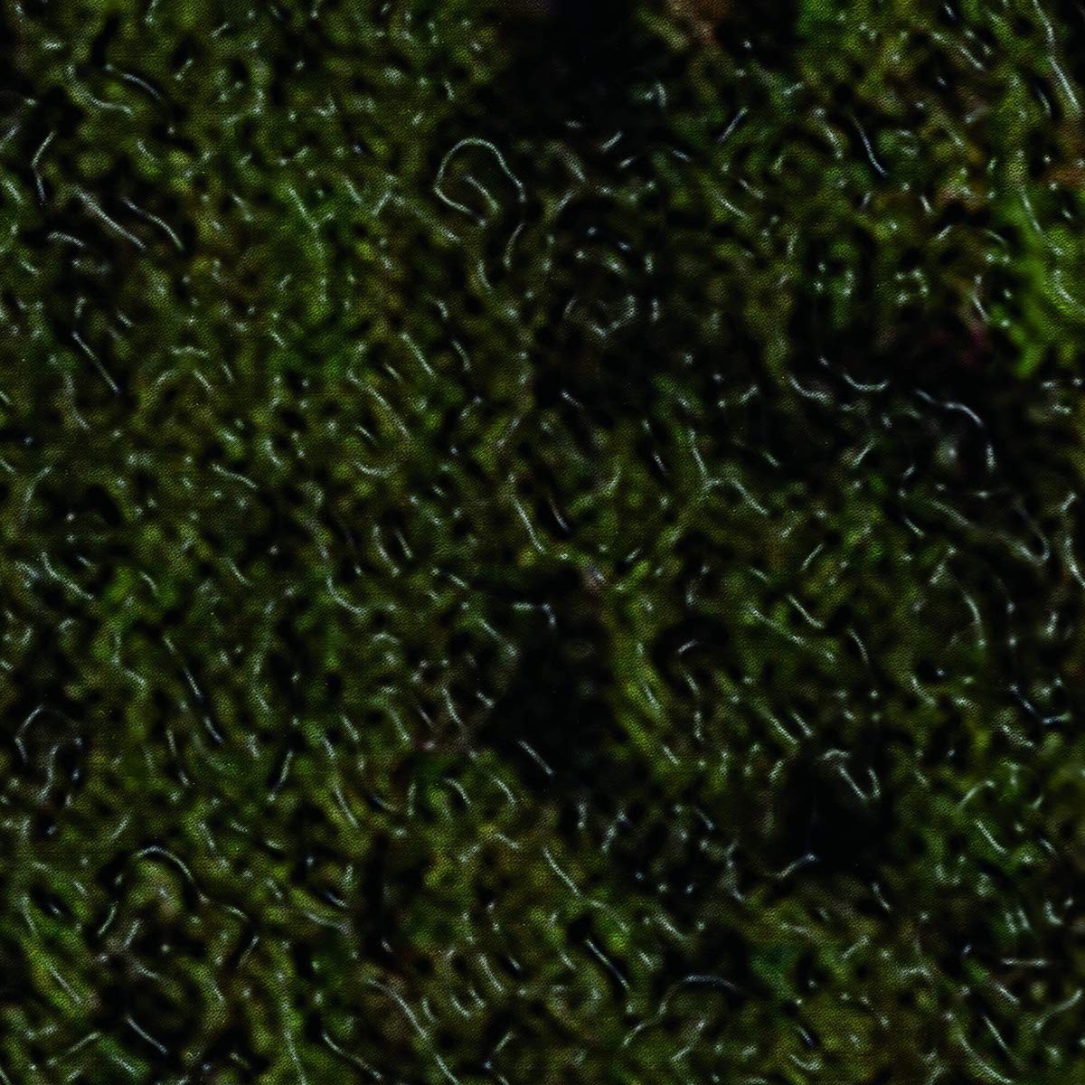 Swamp Harbour - Swamp Harbour