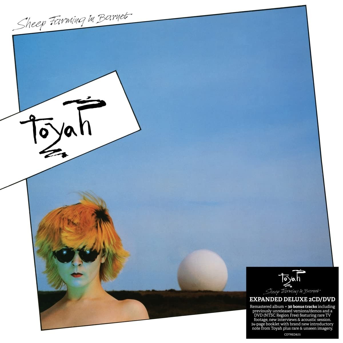 Toyah - Sheep Farming In Barnet