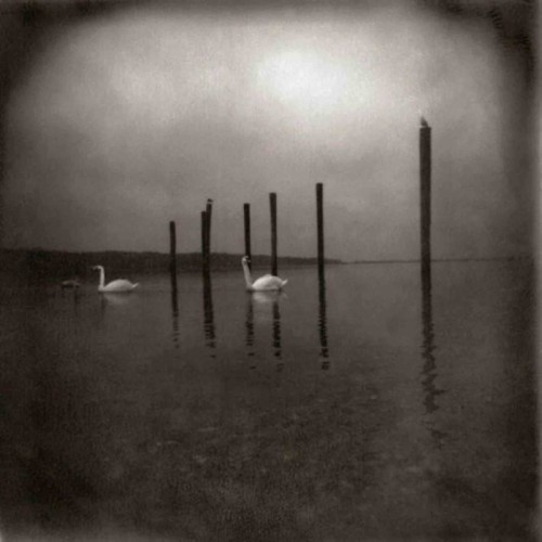 OM - Conference Of The Birds (Purple Vinyl)