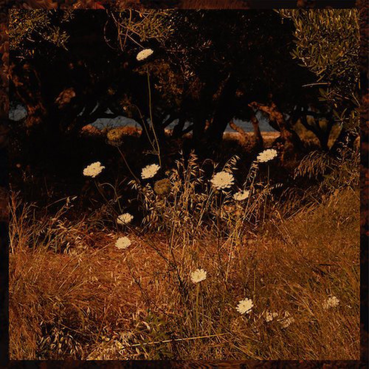 Szun Waves - Earth Patterns