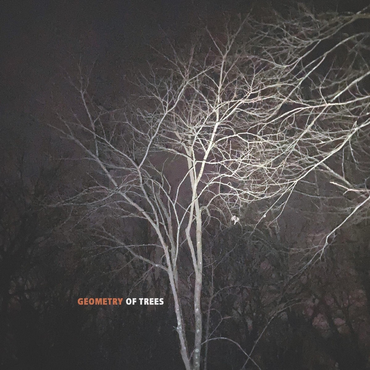 Tomeka Reid & Kyoko Kitamura & Taylor Ho Bynum & Joe Morris - Geometry Of Trees