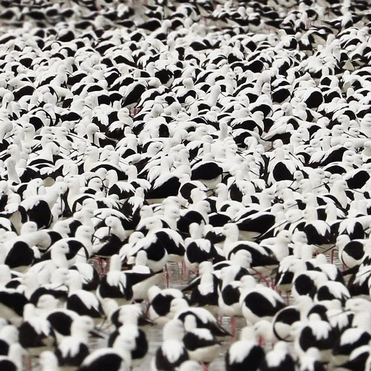 Stella Donnelly - Flood (Opaque Red Vinyl)