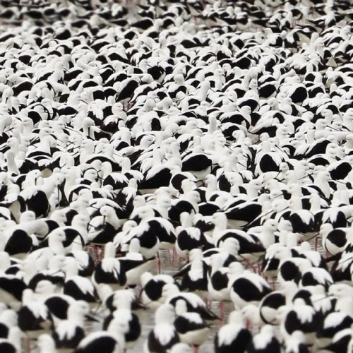 Stella Donnelly - Flood (Opaque Red Vinyl)