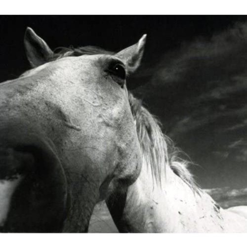 Bobby Previte & Gianluca Petrella & Antonello Salis - Big Guns