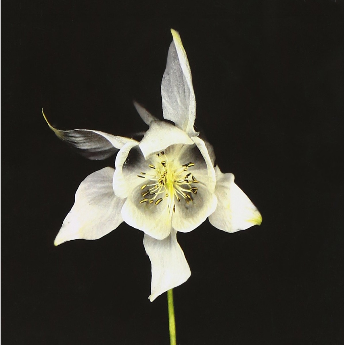 Fridge - Happiness (Anniversary Edition)