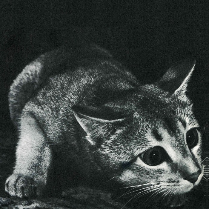 Cindy - Cindy (Re-Issue)