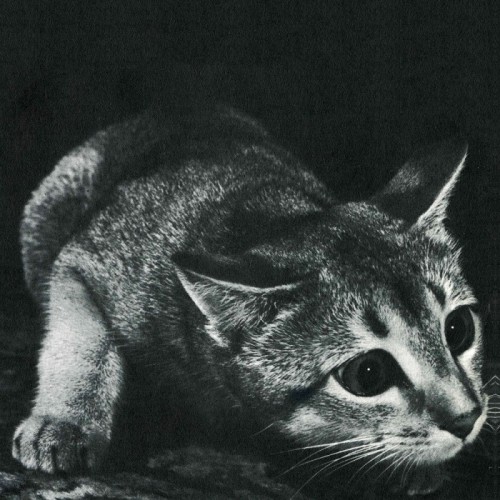 Cindy - Cindy (Re-Issue)