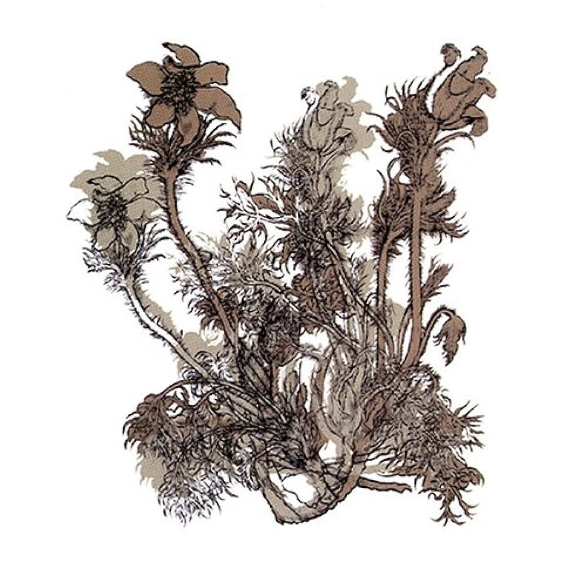 Cheval De Frise - Fresques Sur Les Parois Secrètes Du Crane